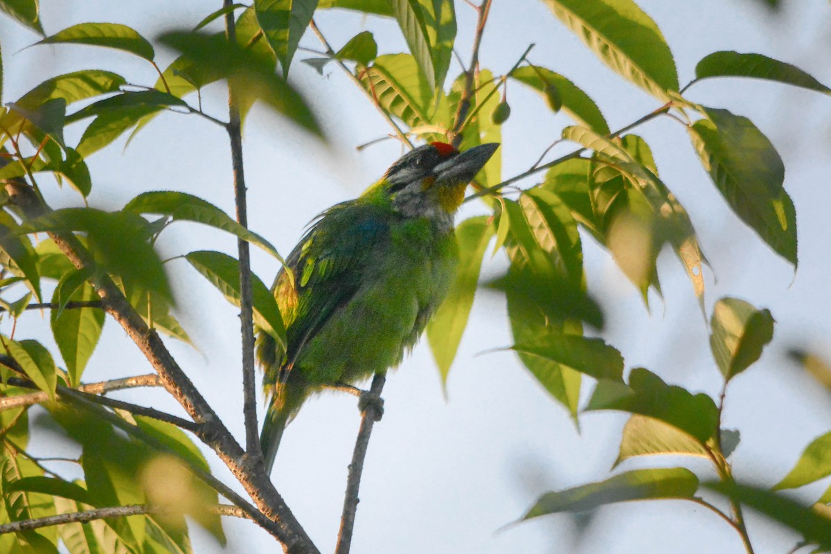 Желтогорлый бородастик - ML643494781