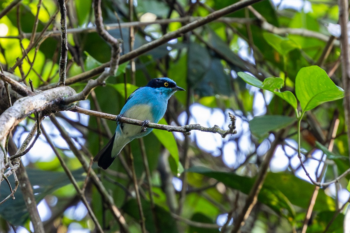 Black-faced Dacnis - ML643494782