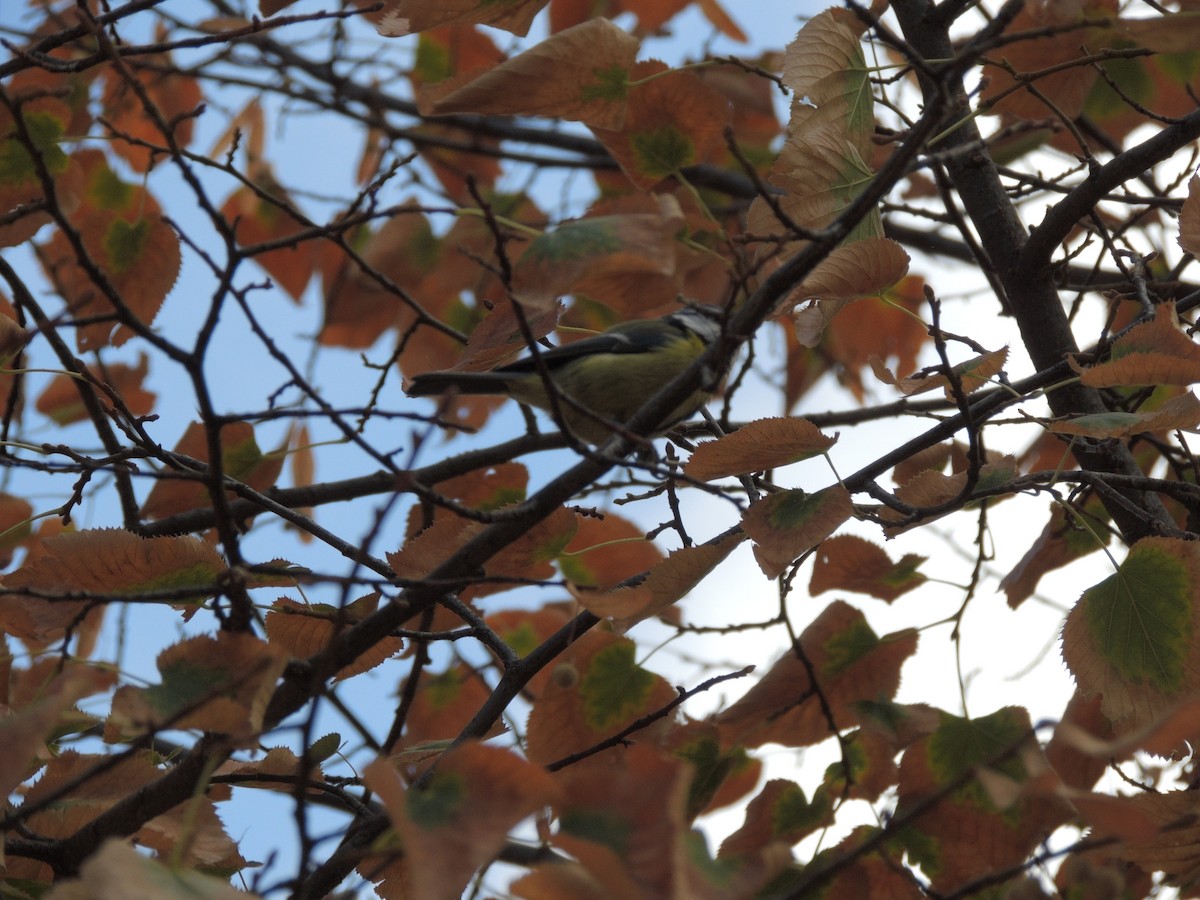 Cinciarella - ML643494789