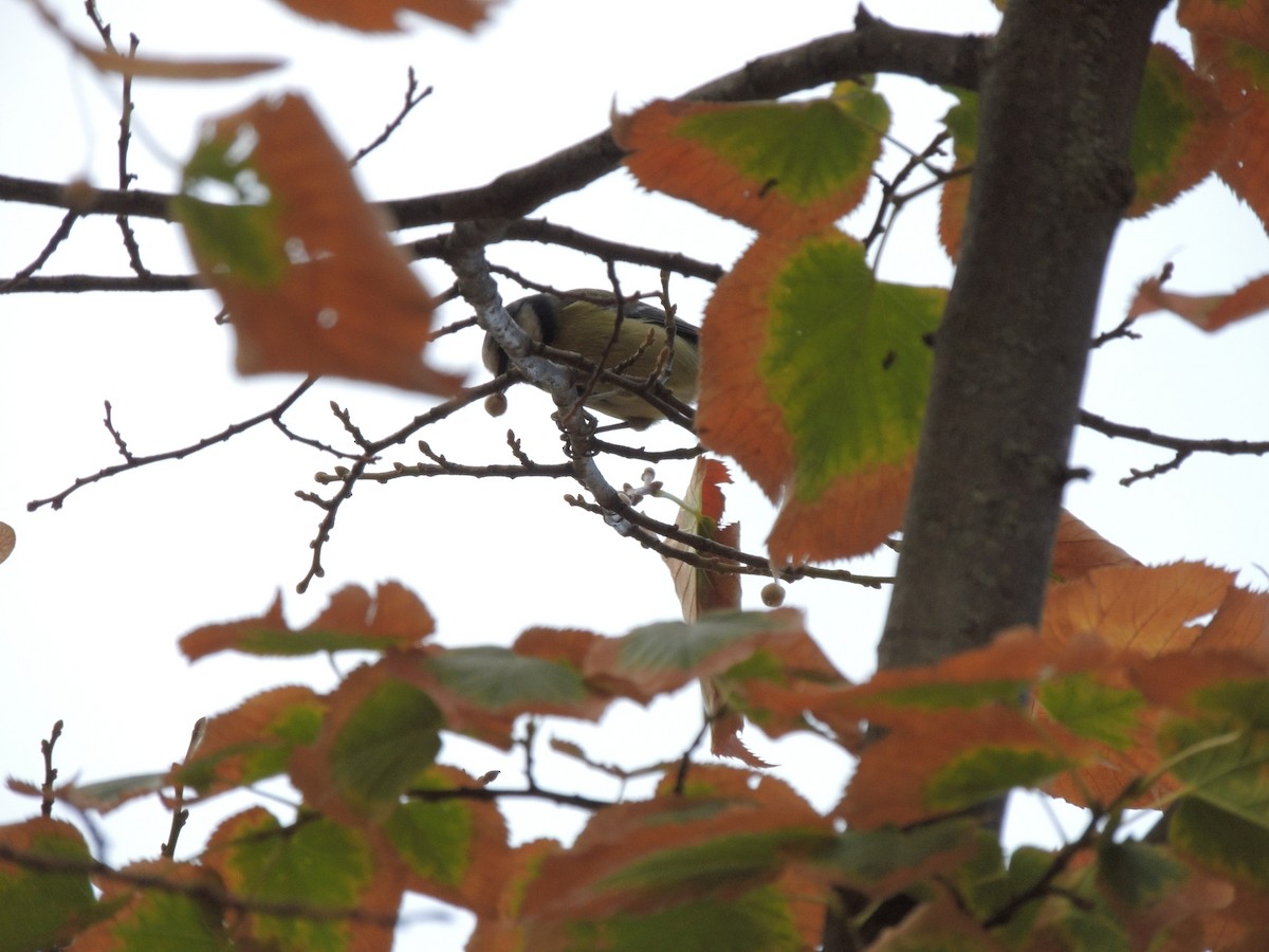 Cinciarella - ML643494790