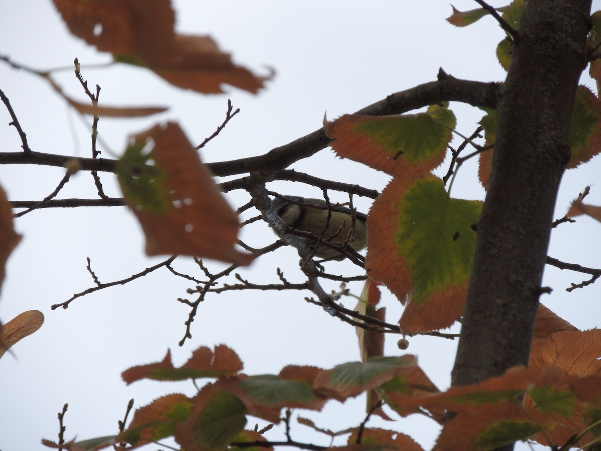 Cinciarella - ML643494791