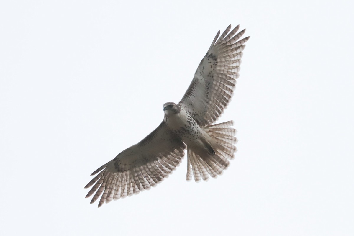 Red-tailed Hawk - ML643494793
