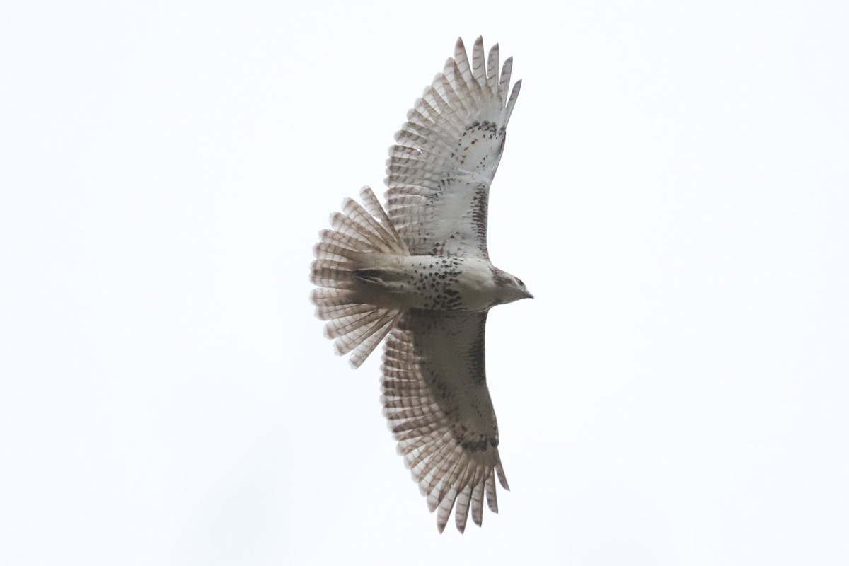 Red-tailed Hawk - ML643494794