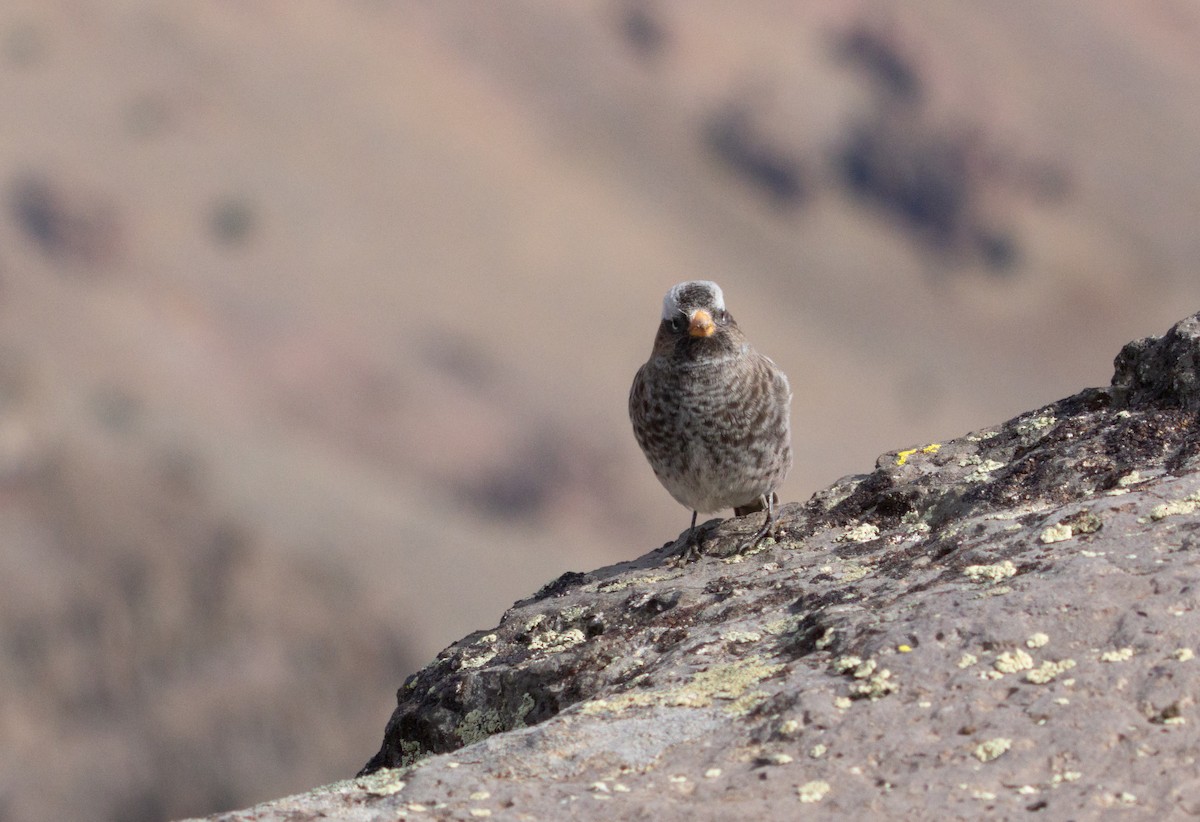 Black Rosy-Finch - ML643494801