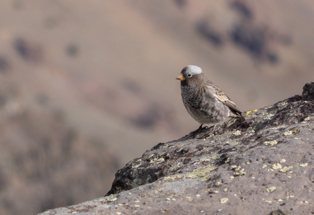 Black Rosy-Finch - ML643494802