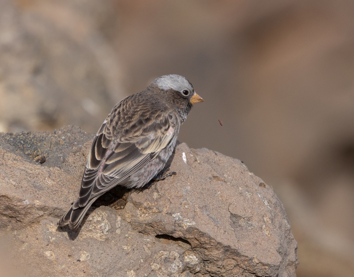 Black Rosy-Finch - ML643494803