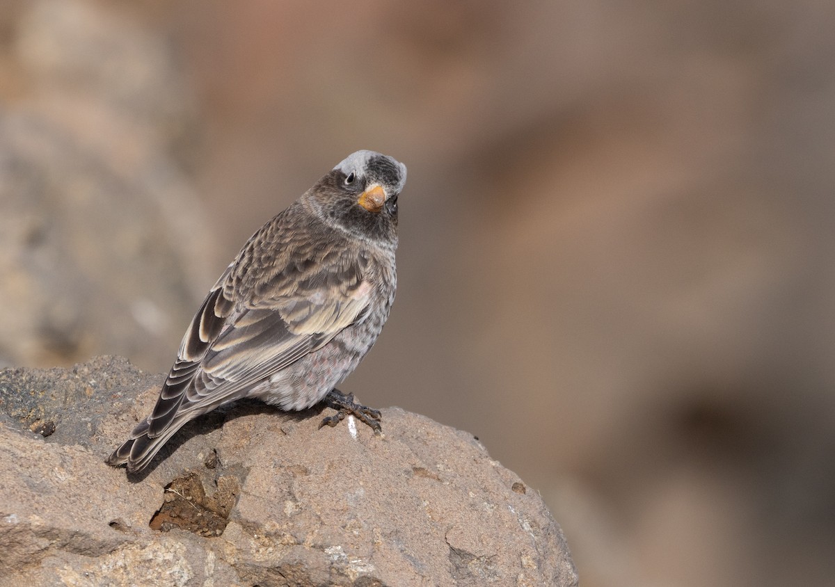 Black Rosy-Finch - ML643494804