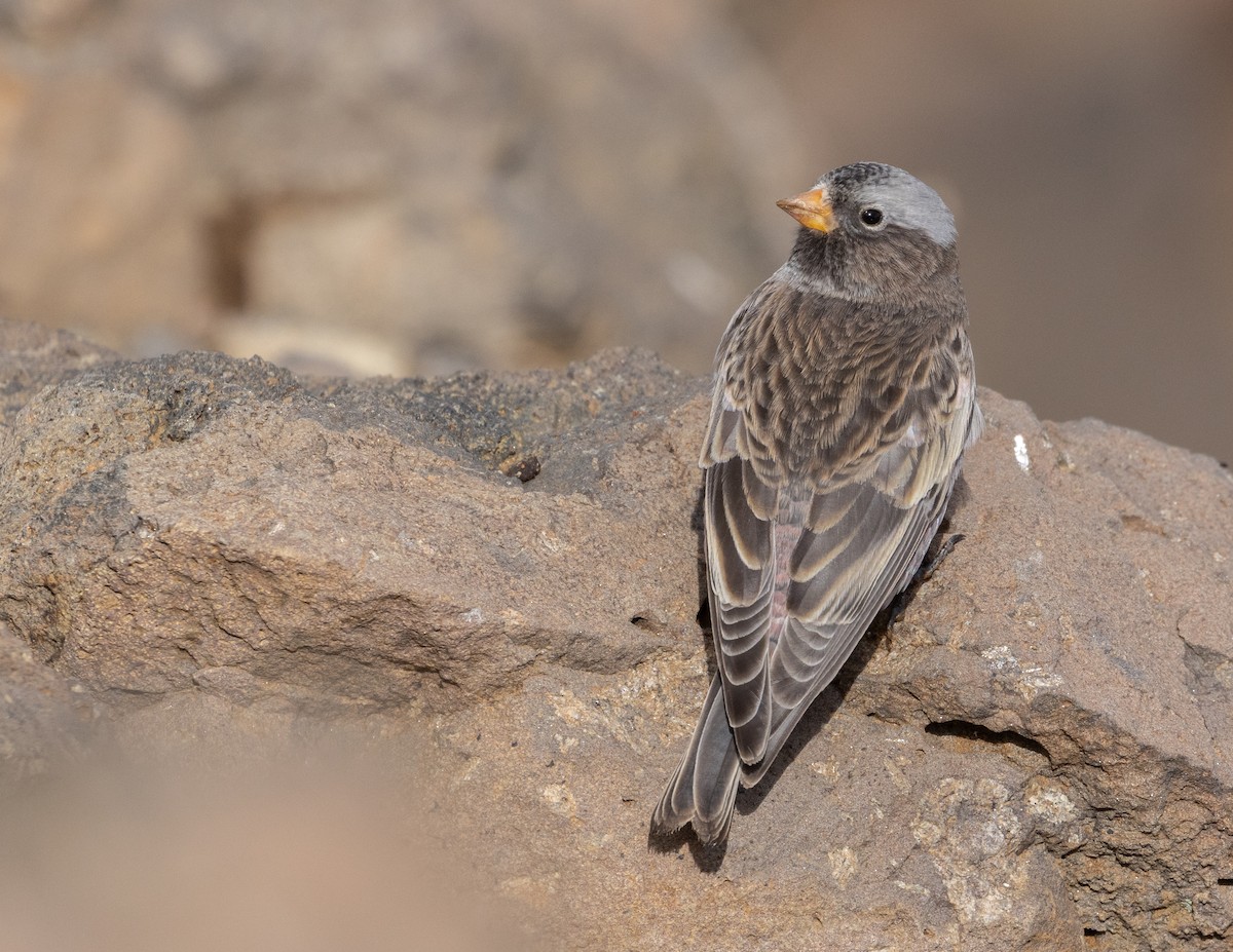 Black Rosy-Finch - ML643494805