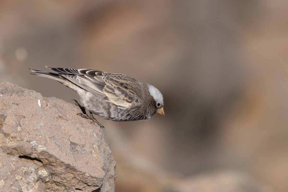 Black Rosy-Finch - ML643494807
