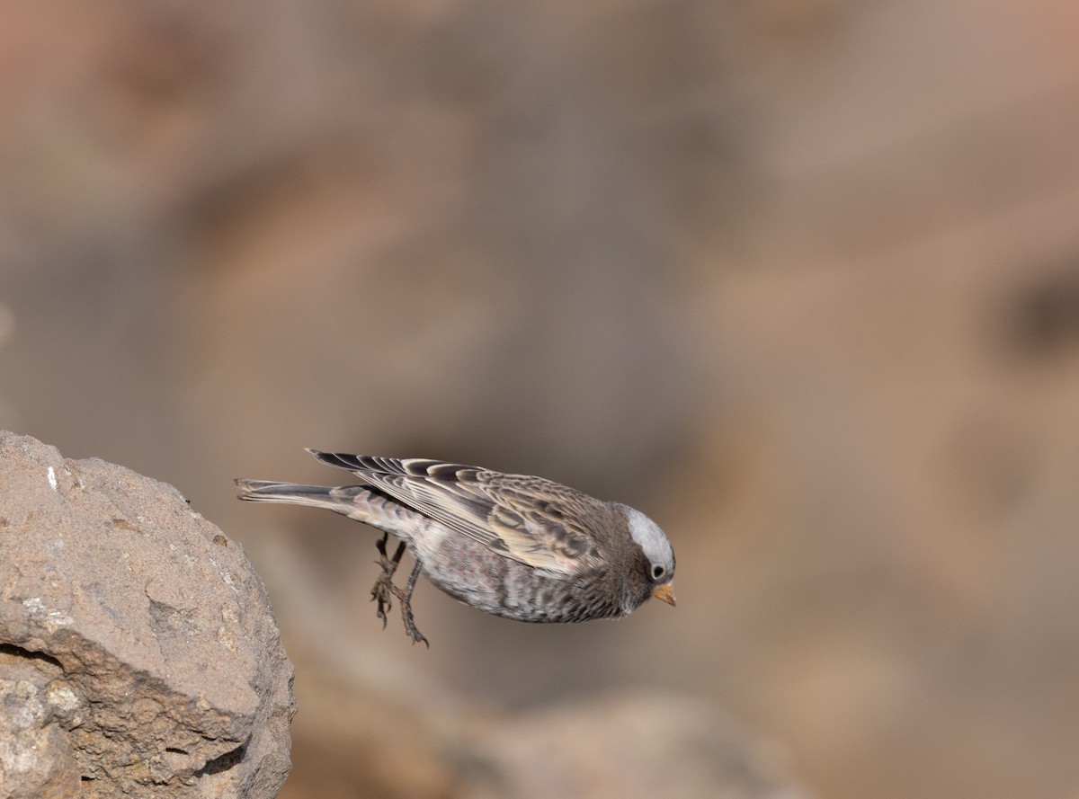 Black Rosy-Finch - ML643494812
