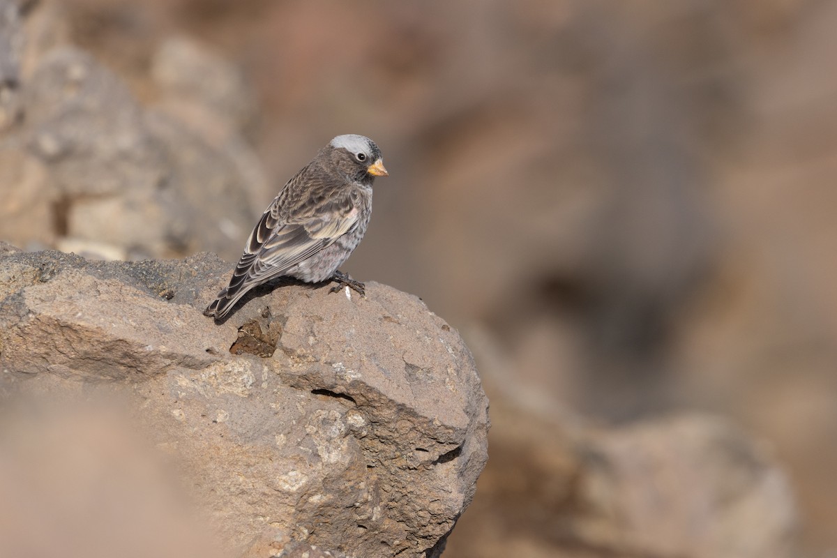 Black Rosy-Finch - ML643494813