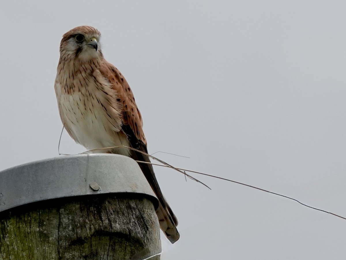 Nankeen Kestrel - ML643494826
