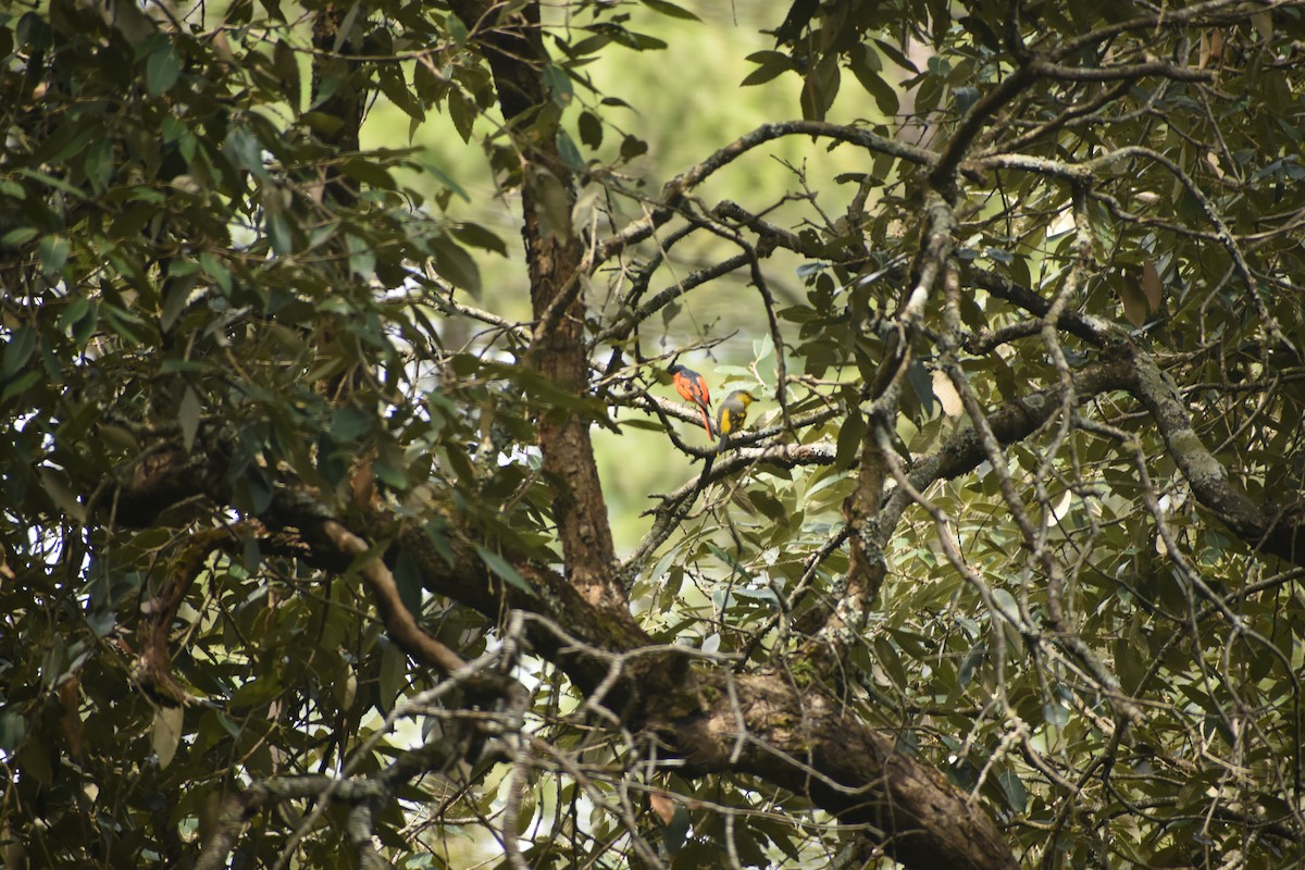 Minivet écarlate - ML643494829