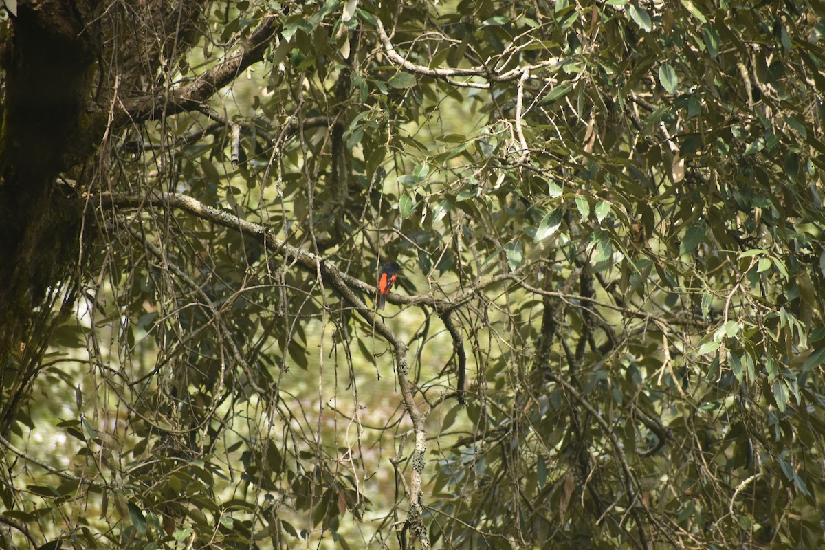 Minivet écarlate - ML643494830