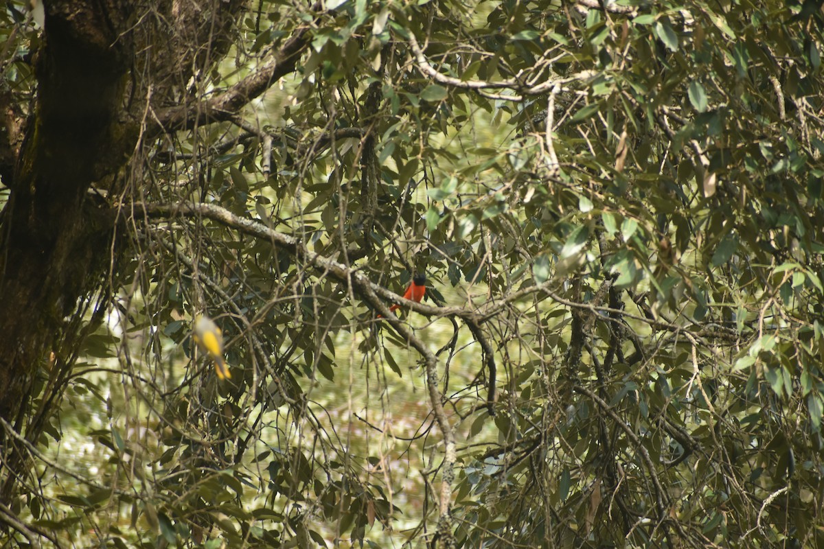 Minivet écarlate - ML643494831