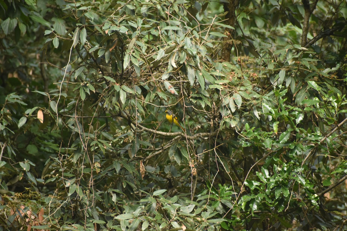 Minivet écarlate - ML643494832