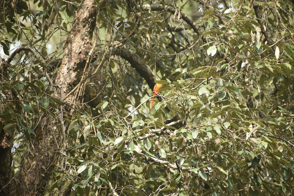 Minivet écarlate - ML643494833
