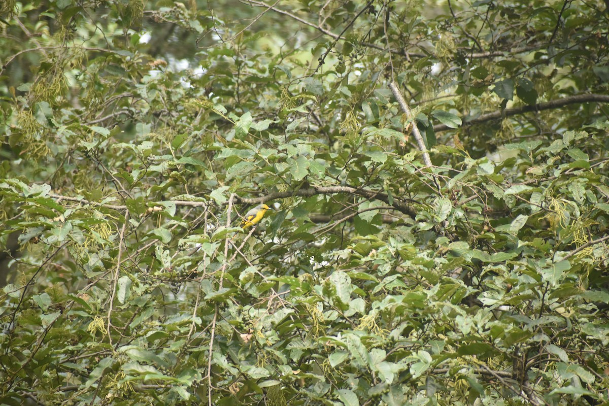 Minivet écarlate - ML643494834