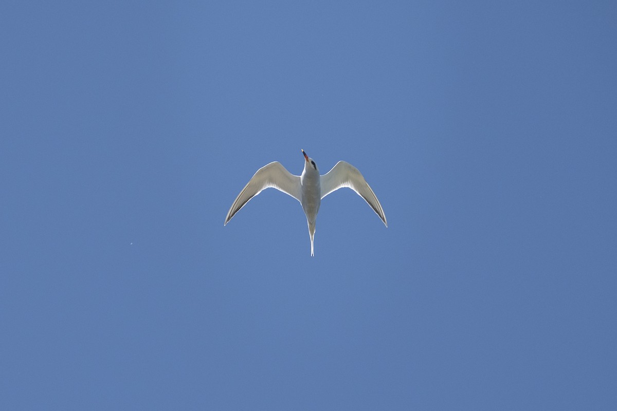 Snowy-crowned Tern - ML643494837