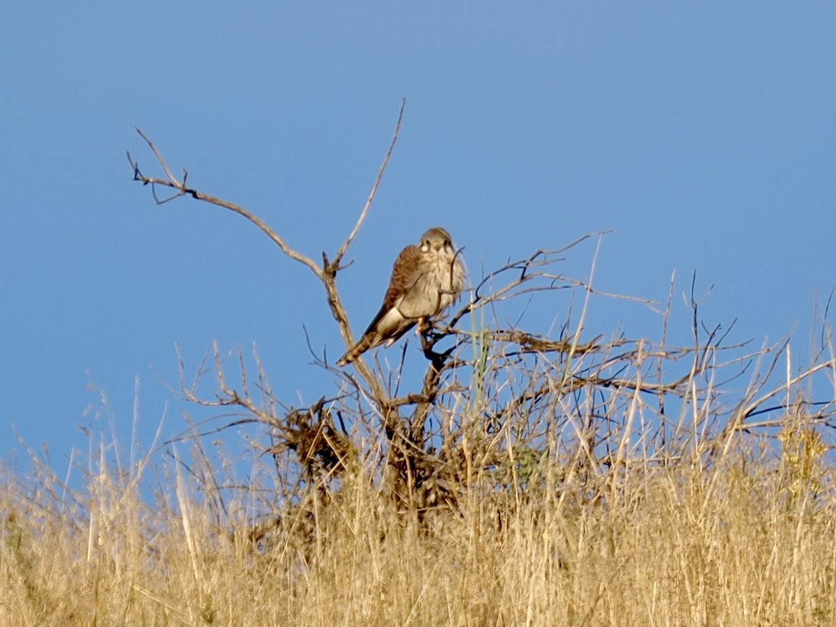 American Kestrel - ML643494845