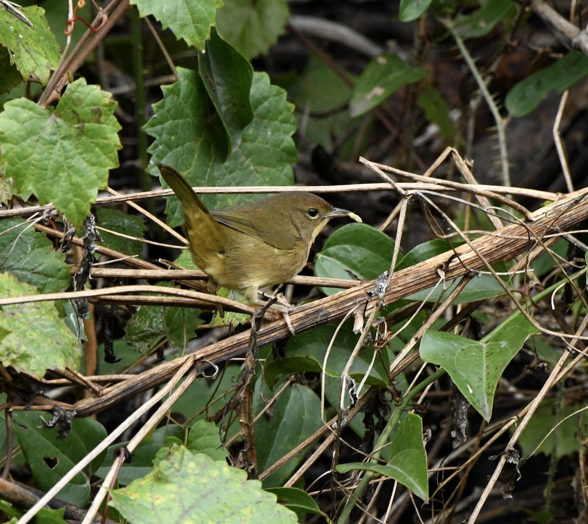 Common Yellowthroat - ML643494848