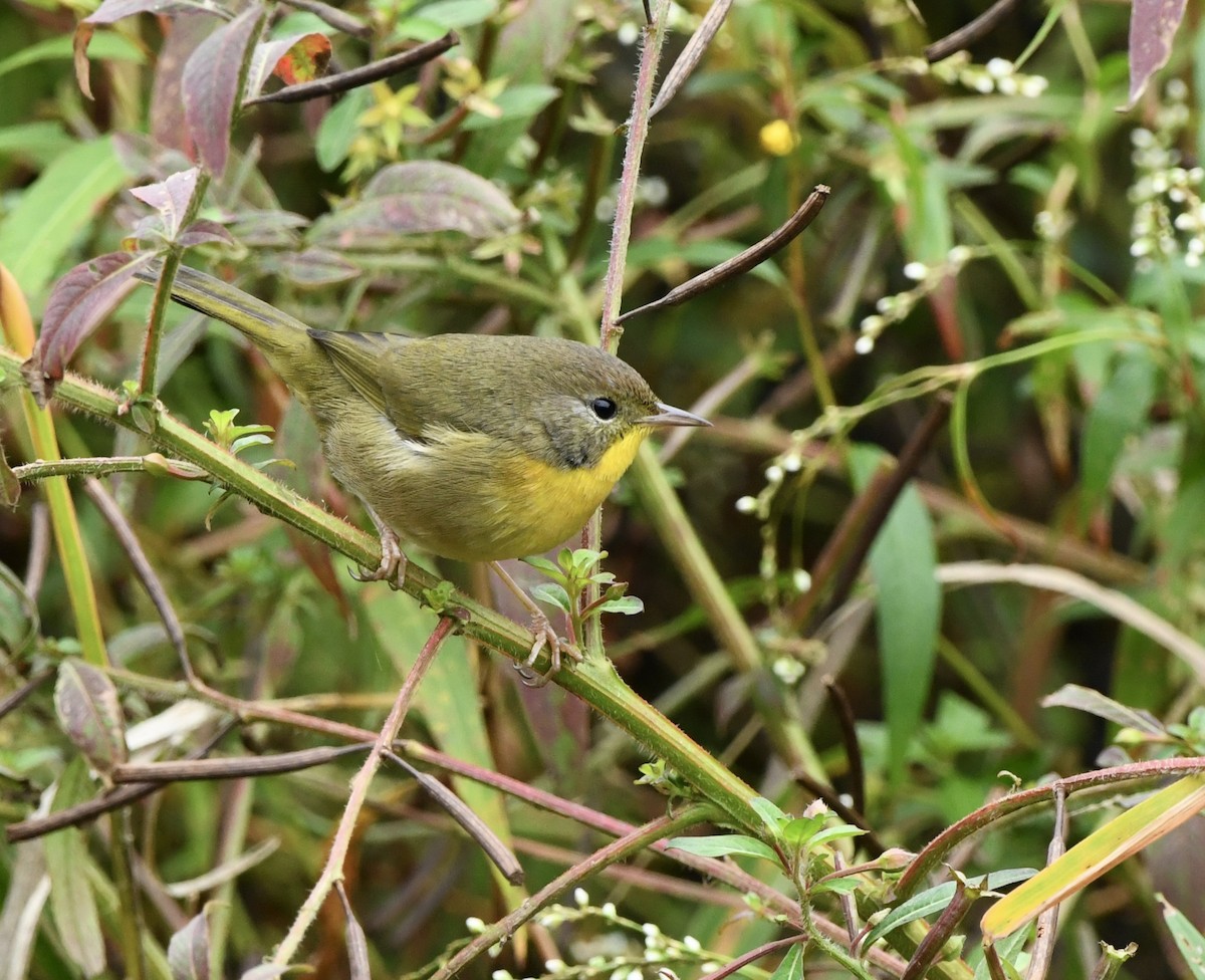Common Yellowthroat - ML643494850