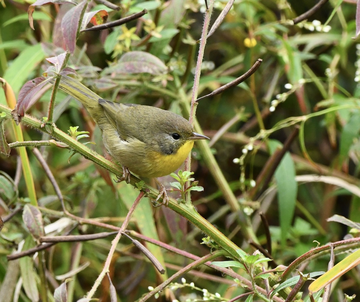 Common Yellowthroat - ML643494852