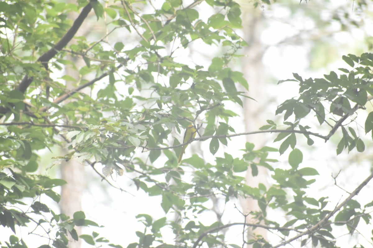 Minivet écarlate - ML643494865