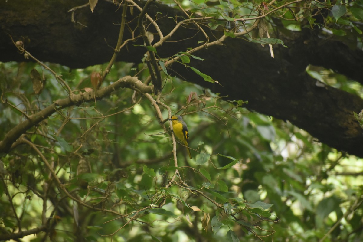 Minivet écarlate - ML643494866