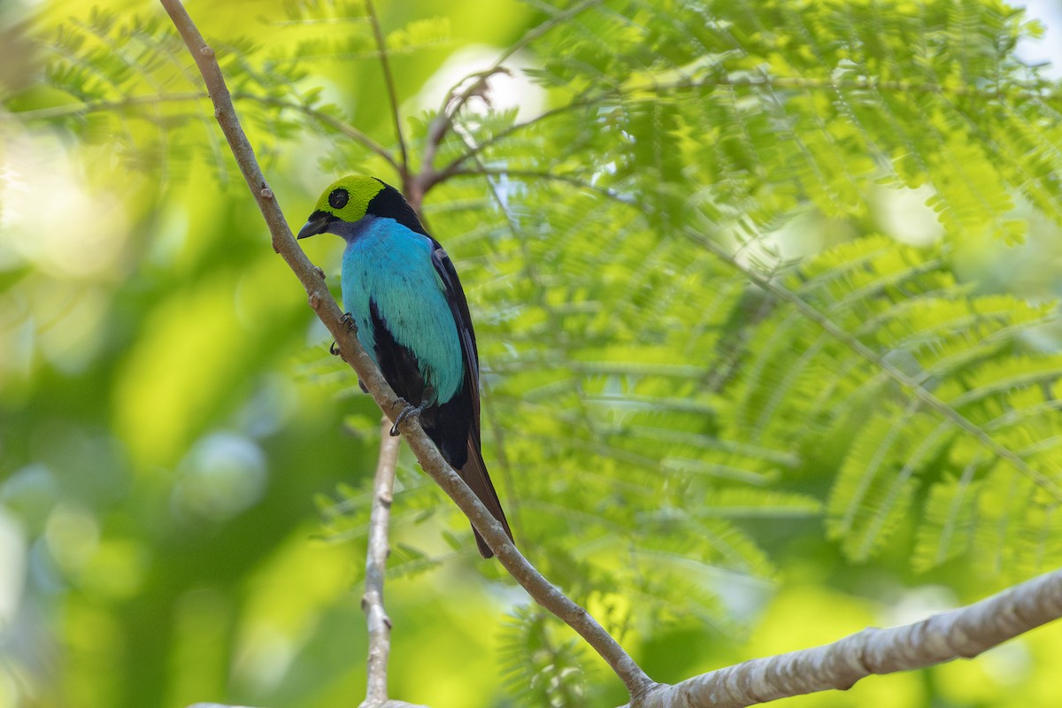 Paradise Tanager - ML643494873