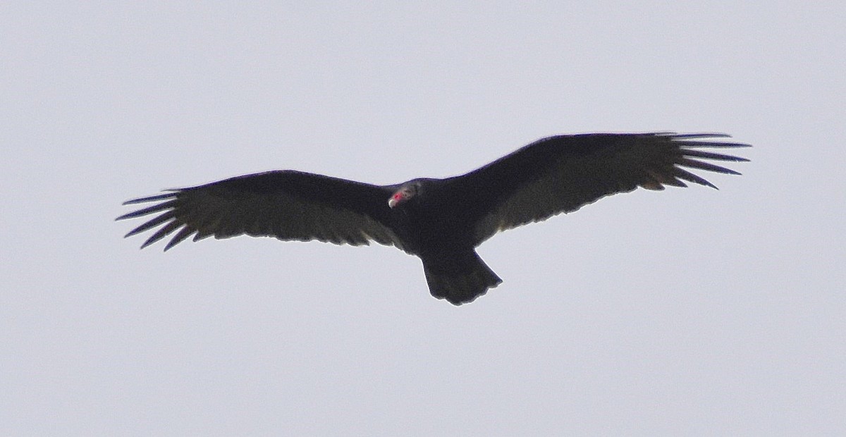 Turkey Vulture - ML643494878
