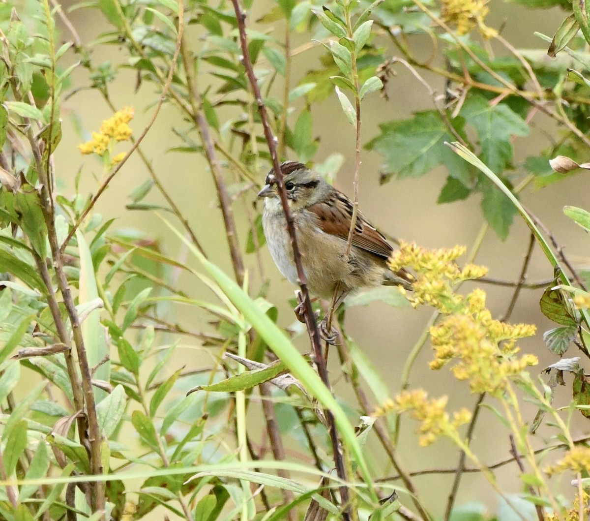 Swamp Sparrow - ML643494879