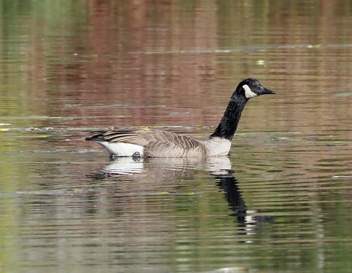 Канад галуу - ML643494884