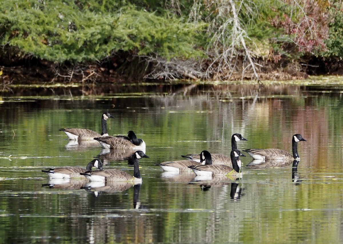 Канад галуу - ML643494885