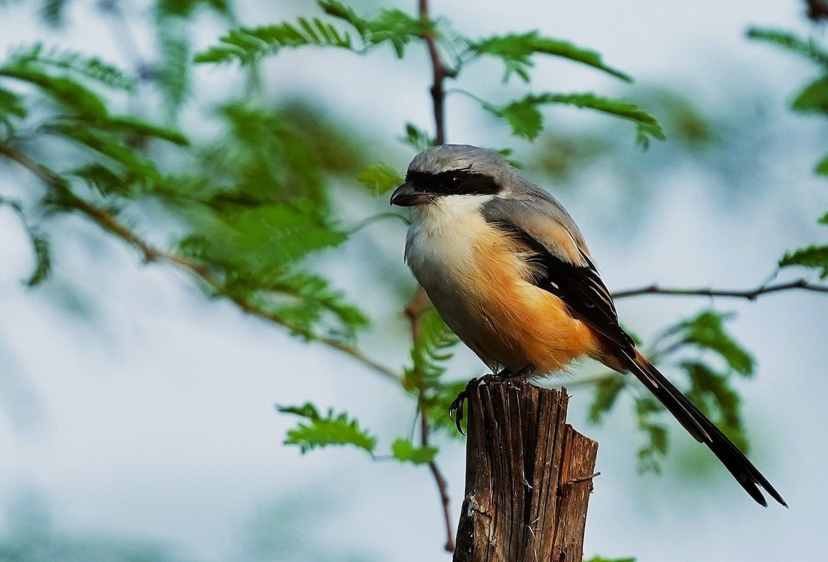 Bay-backed Shrike - ML643494895