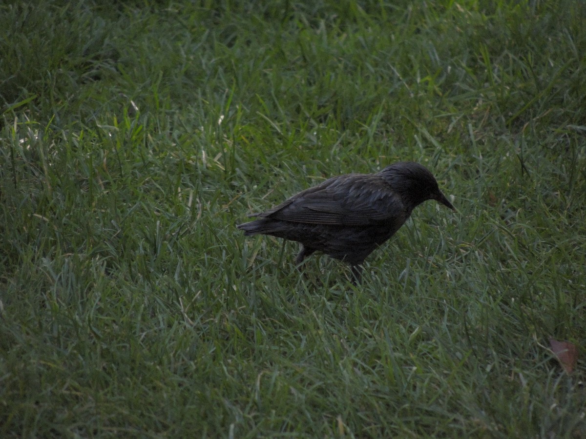 Spotless Starling - ML643494903