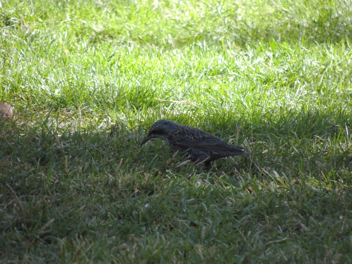 European Starling - ML643494908