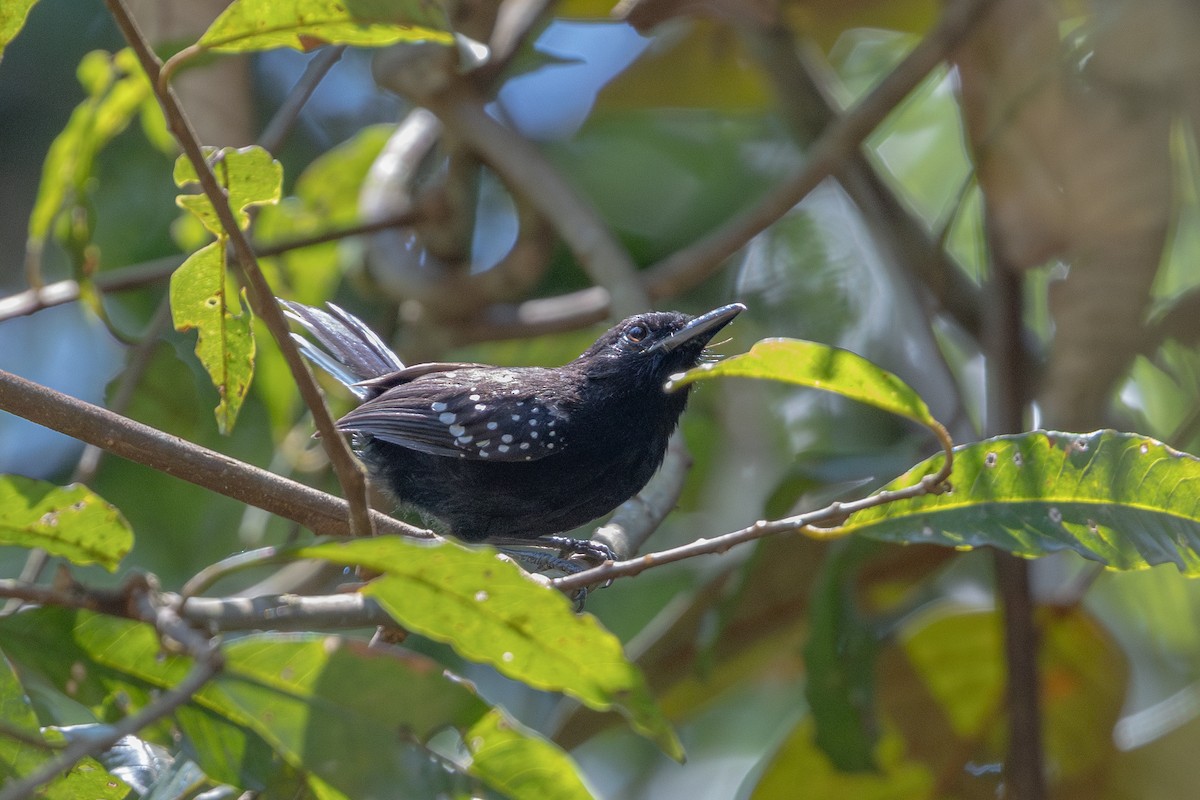 Dot-winged Antwren - ML643494911