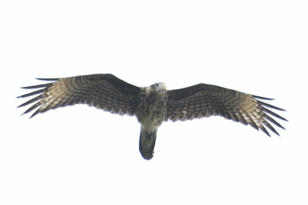 Yellow-headed Caracara - ML643494915