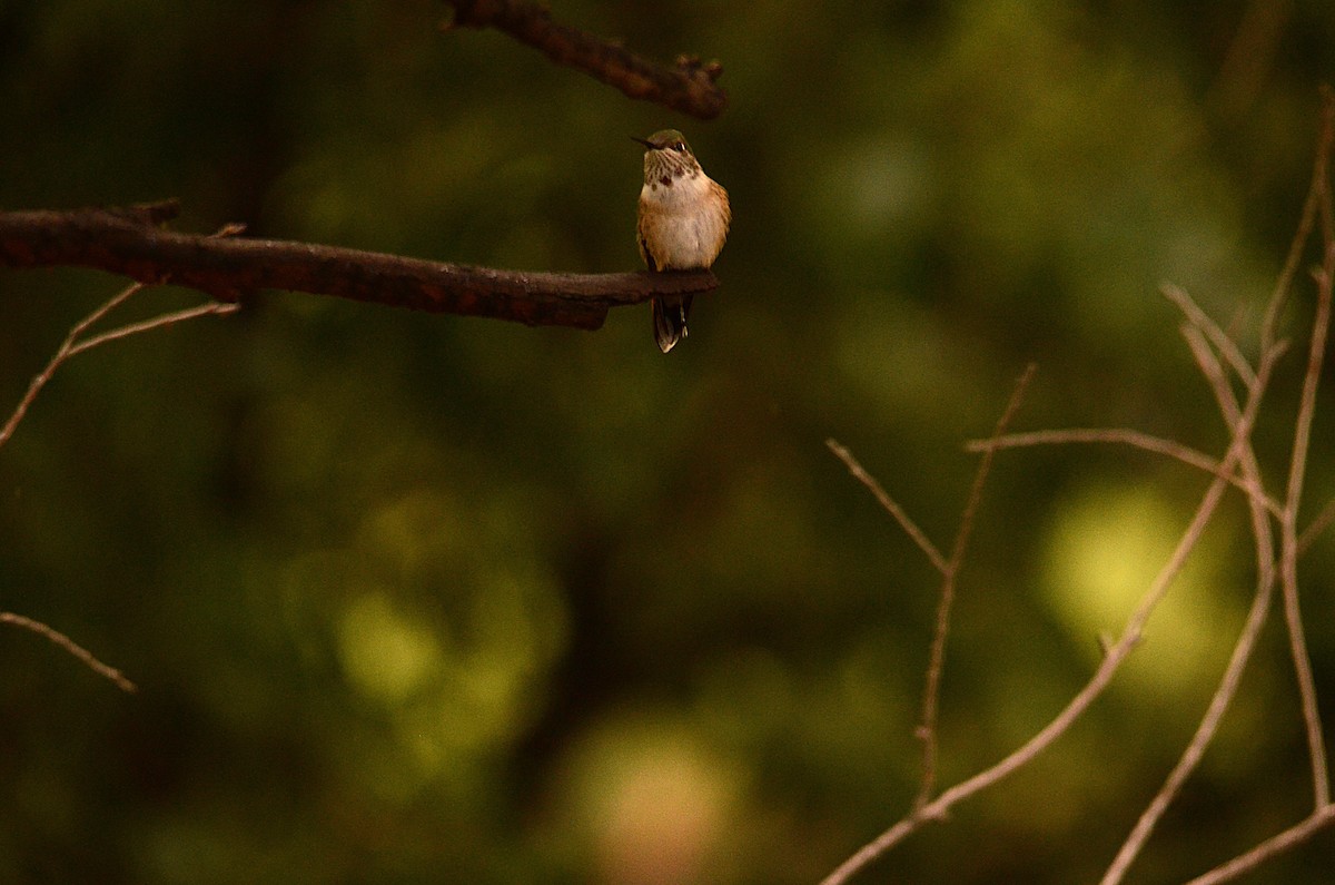 Rotrücken-Zimtelfe - ML643494917