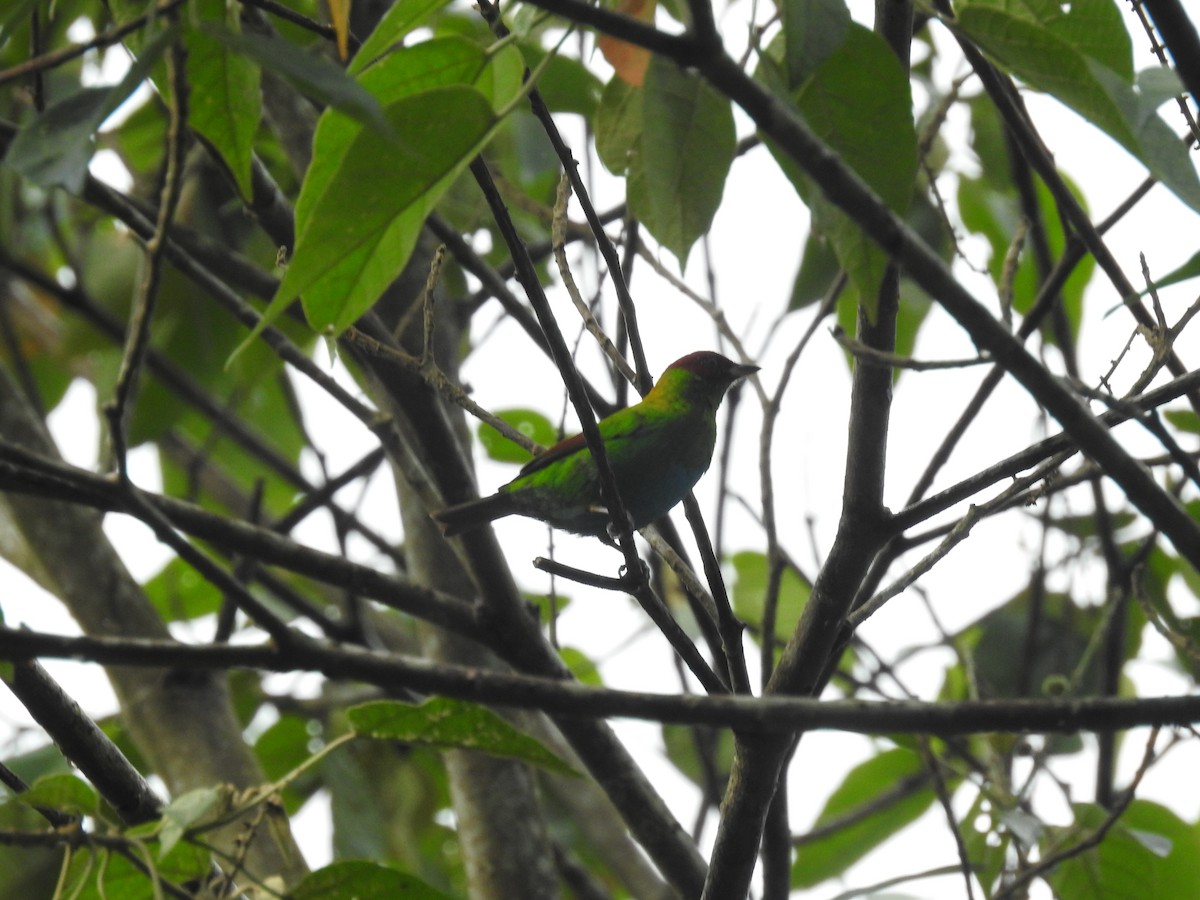 Rufous-winged Tanager - ML643494920