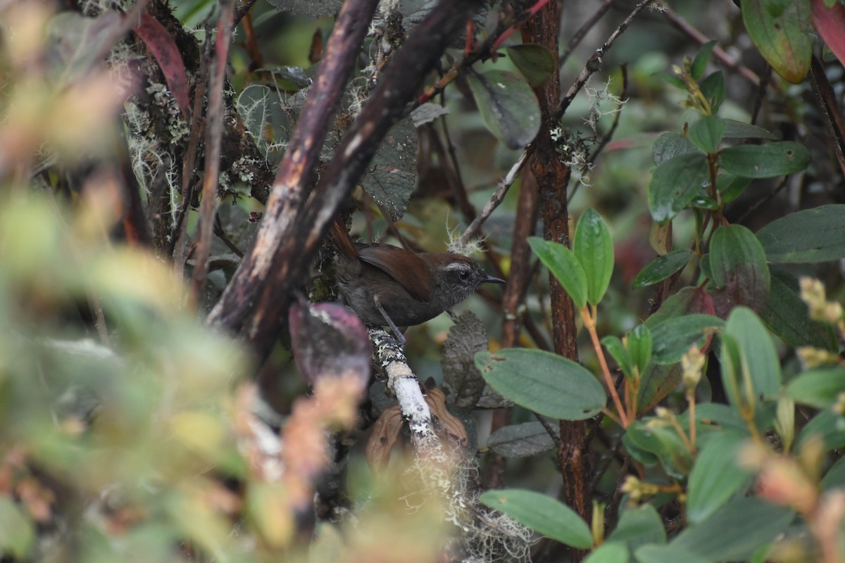 White-chinned Thistletail - ML643494942