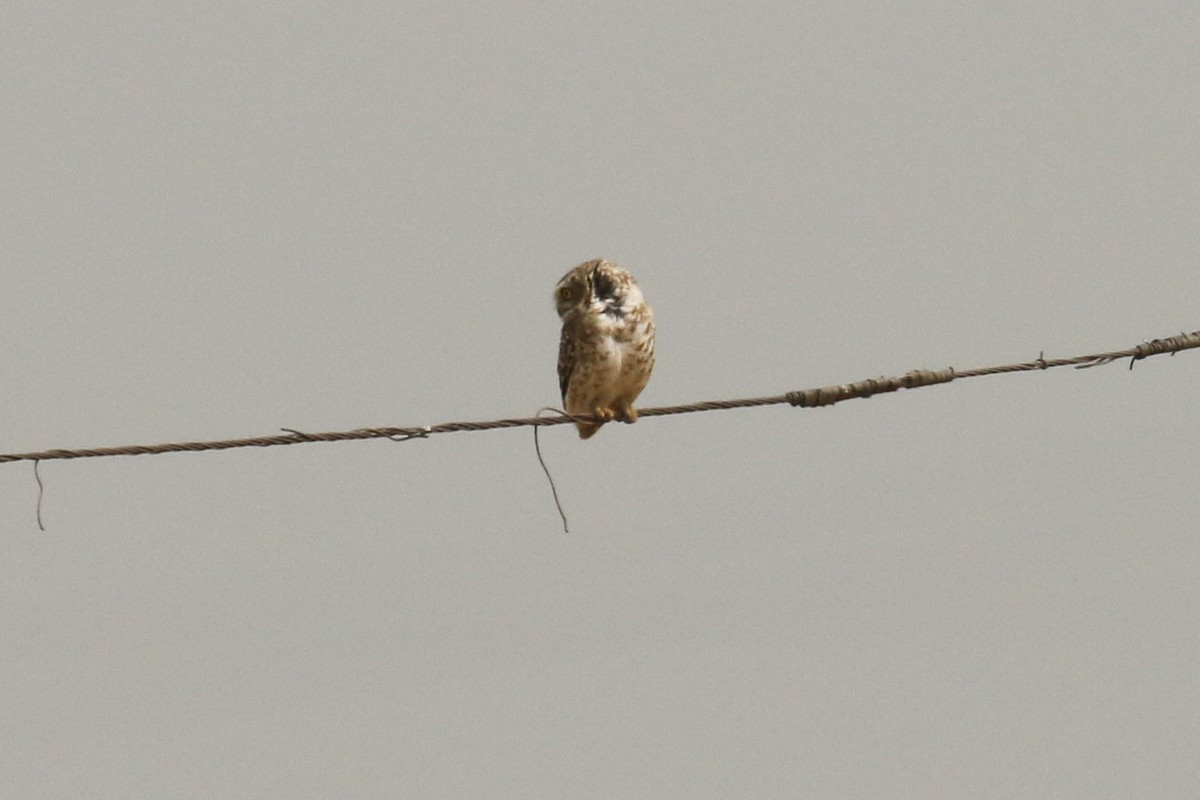 Spotted Owlet - ML643494945