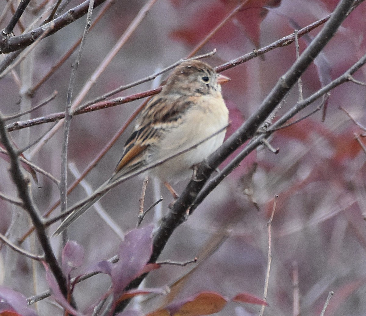 Field Sparrow - ML643494946