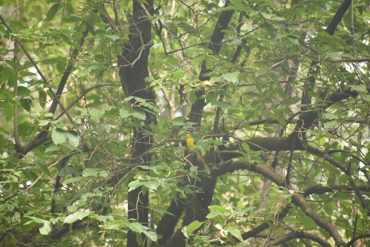 Minivet écarlate - ML643494952