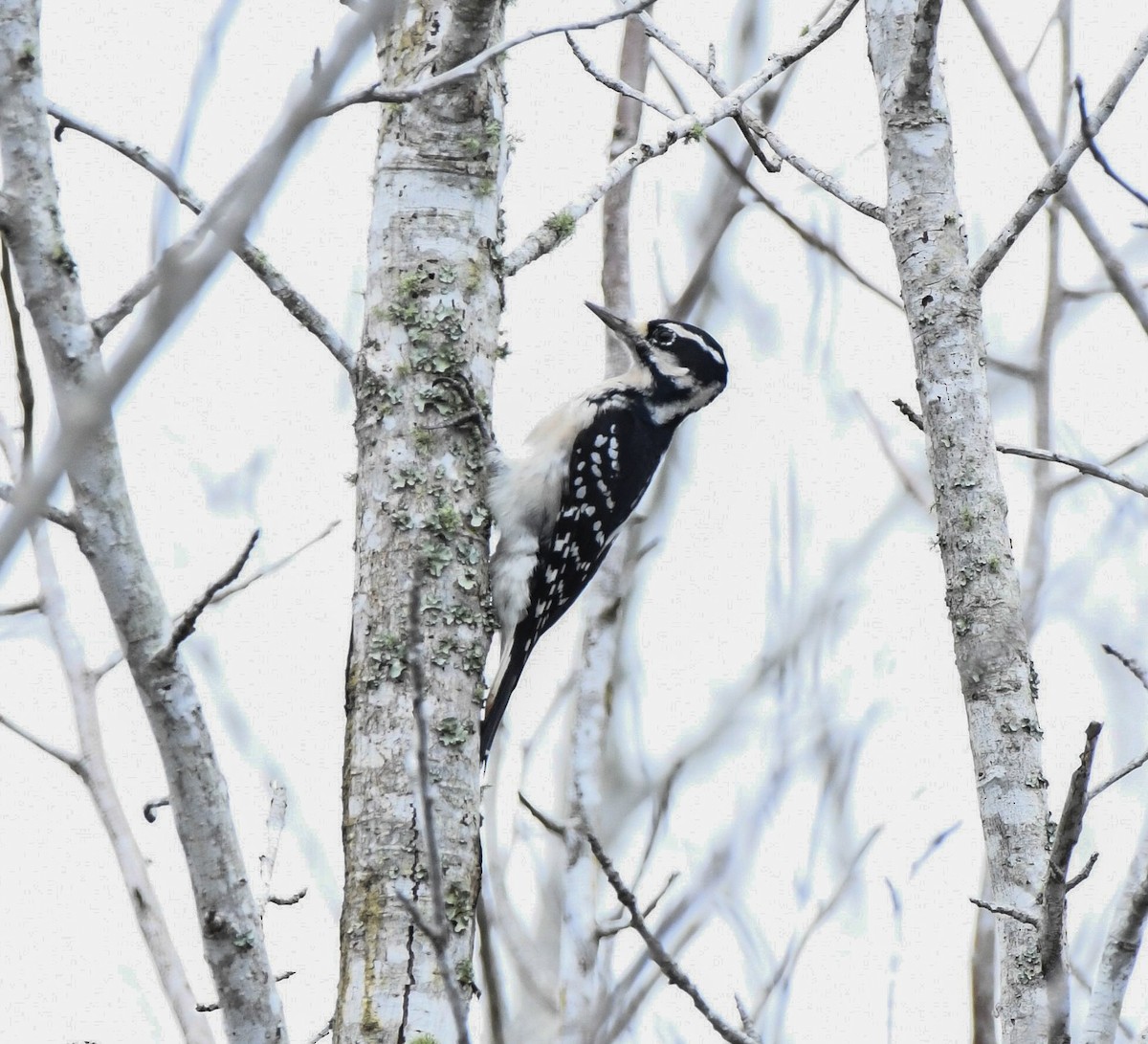 Hairy Woodpecker - ML643494955