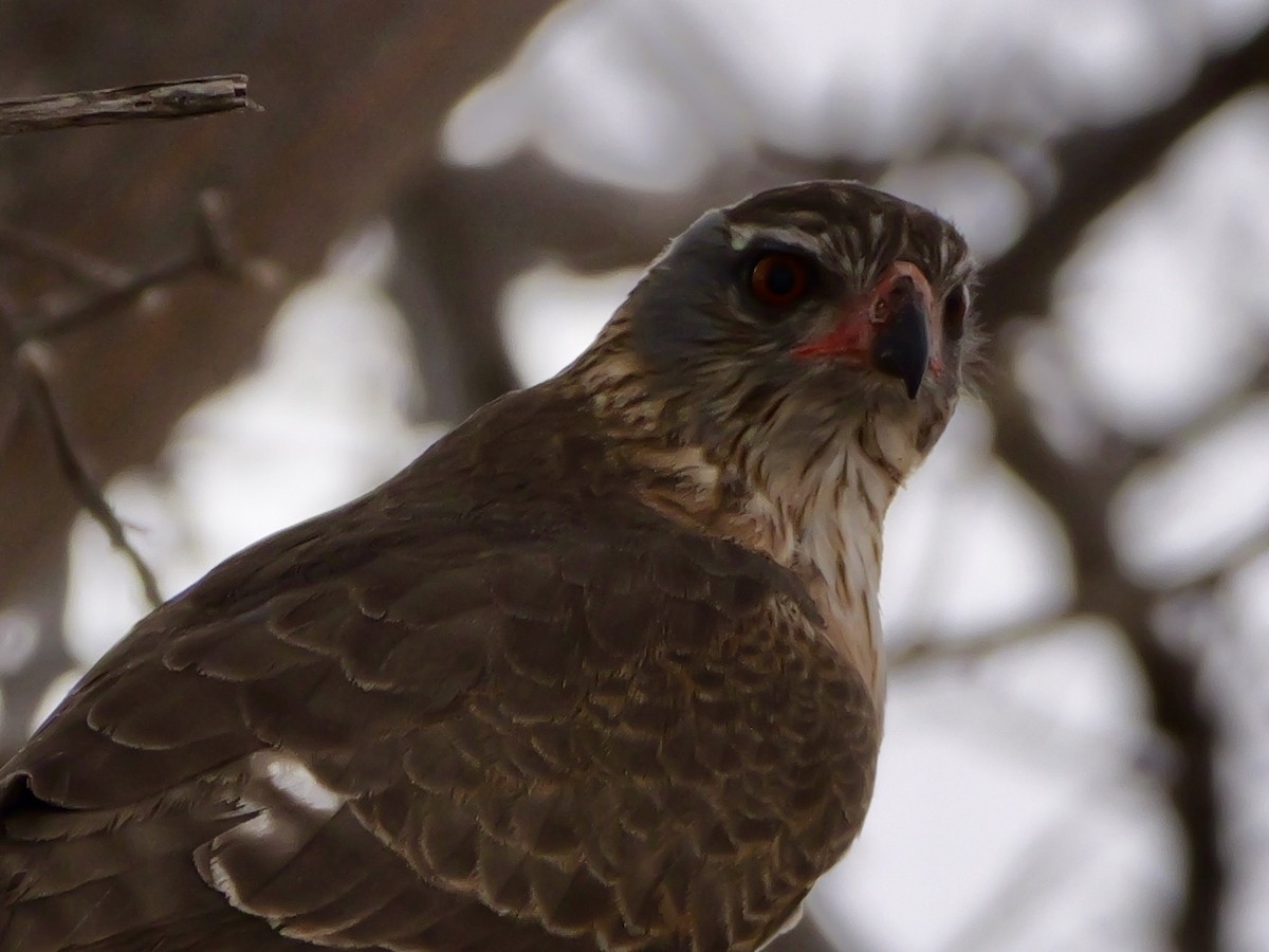 Gabar Goshawk - ML643494958