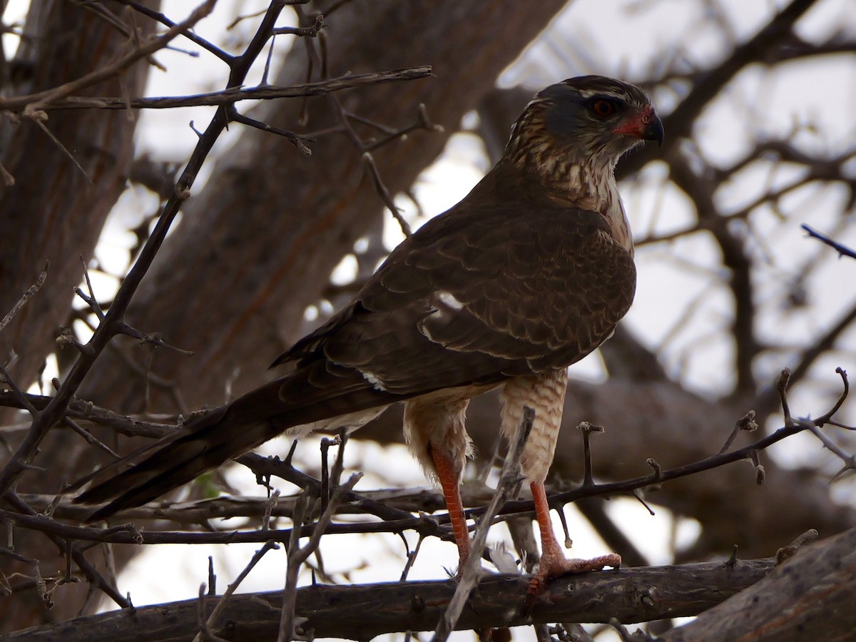 Gabar Goshawk - ML643494959