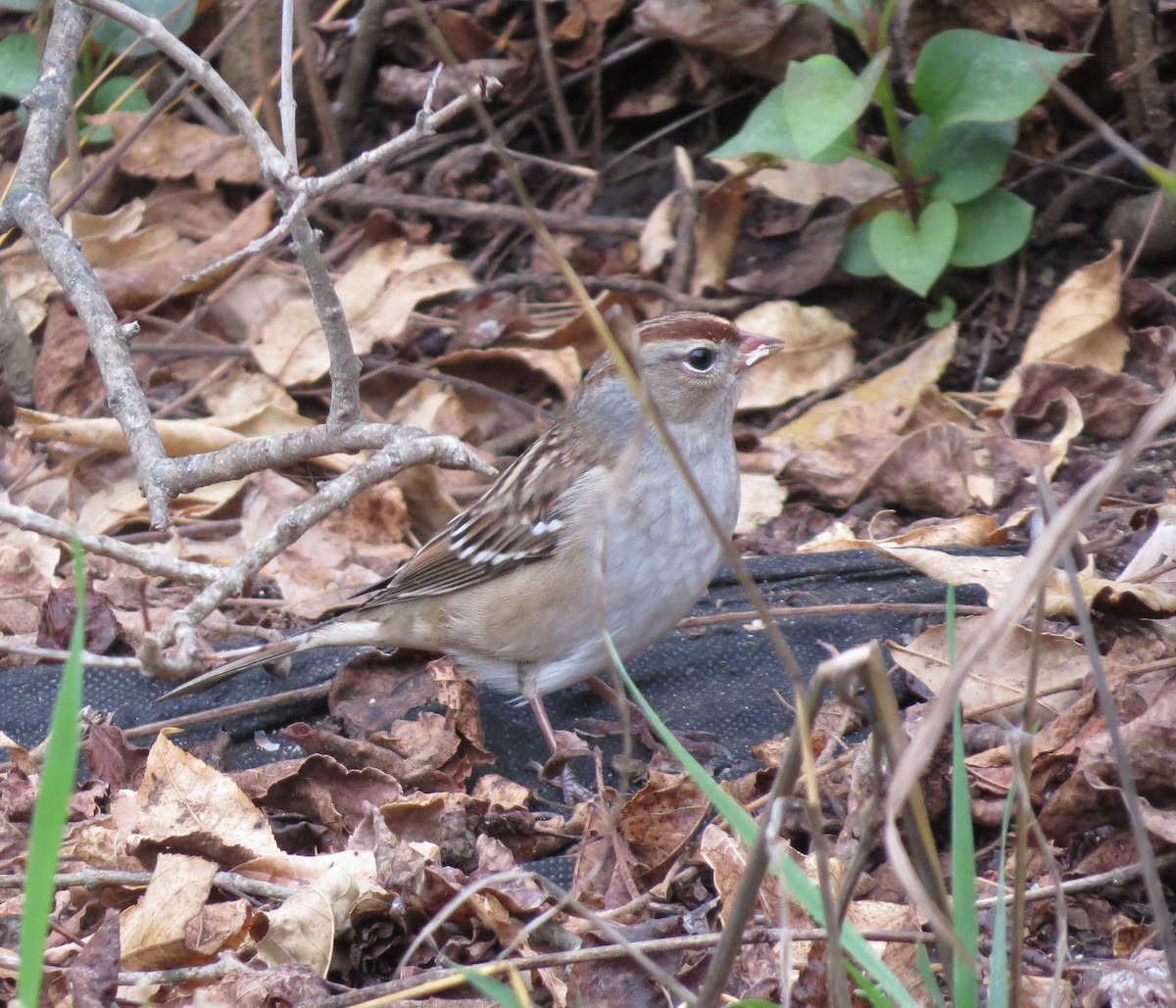 White-crowned Sparrow - ML643494986