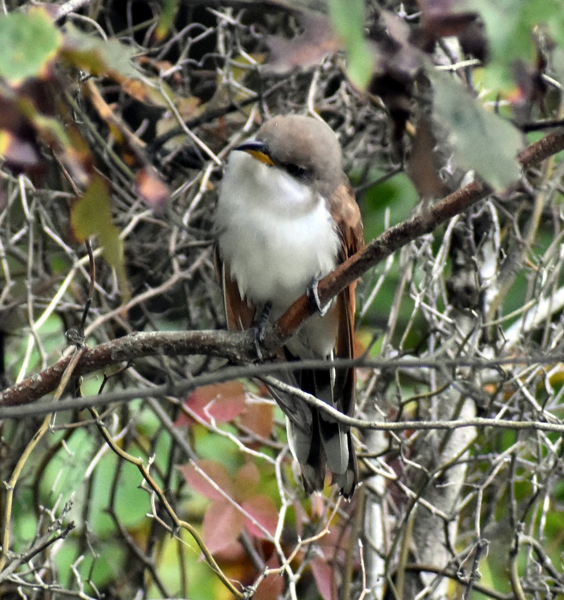 Cuclillo Piquigualdo - ML643494990